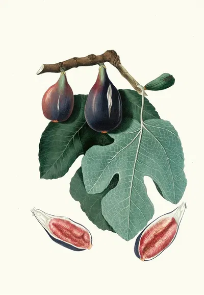 Fico S. Piero. [Fico San-piero ; Figus Carica ; Fig] by Giorgio Gallesio, 1817-1839 — digital art print download