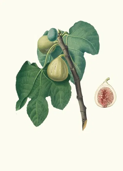 Fico Trojano. [Fico Troiano ; Fig] by Giorgio Gallesio, 1817-1839 — digital art print download