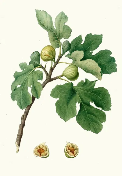 Fico verdeccio. [Ficus carica ; Fig] by Giorgio Gallesio, 1817-1839 — digital art print download