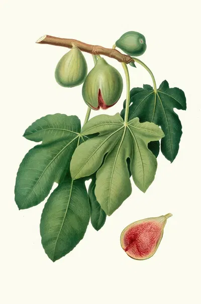 Fico verdone. [Ficus carica ; Fig] by Giorgio Gallesio, 1817-1839 — digital art print download