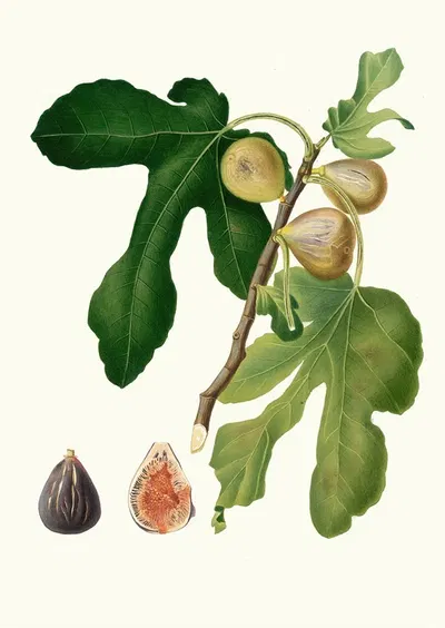 Fico vezzoso. [Ficus carica sativa ; Fico dattero – Vol. 3] by Giorgio Gallesio, 1817-1839 — digital art print download