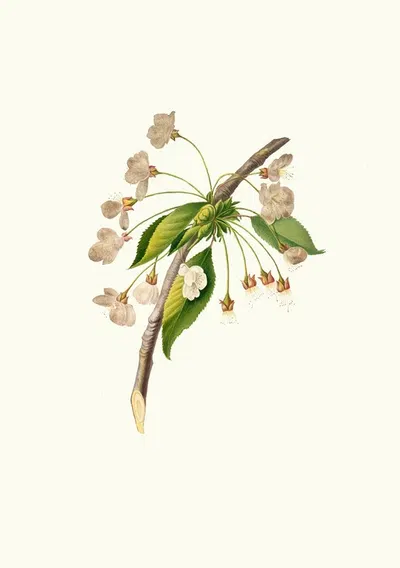 Fiore di Ciliegio Grafione. [Fiore del ciliegio proprio ; Cherry plum flower ; Mirabolano] by Giorgio Gallesio, 1817-1839 —…