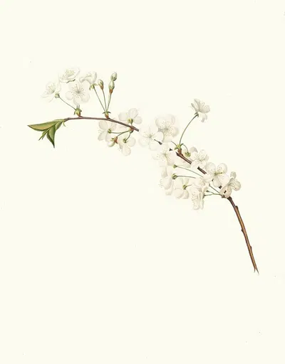 Fiore di Ciliegio Visciolino, o Amareno. [Amarena cherry flower] by Giorgio Gallesio, 1817-1839 — digital art print download