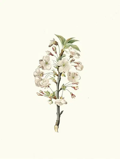 Fiore di Giliegio Visciolo. [Pear tree flowers] by Giorgio Gallesio, 1817-1839 — digital art print download