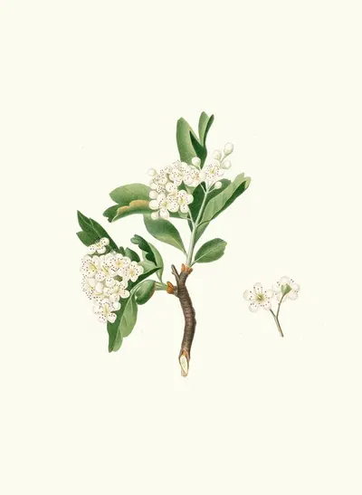Fiore di Lazzerolo. [Hawthorn flower] by Giorgio Gallesio, 1817-1839 — digital art print download