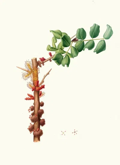 Fiore maschio di Carobbo. [Carob flower] by Giorgio Gallesio, 1817-1839 — digital art print download