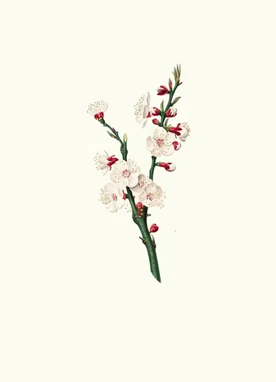 Fiori di Albicocco. [Apricot flower] by Giorgio Gallesio, 1817-1839 — digital art print download