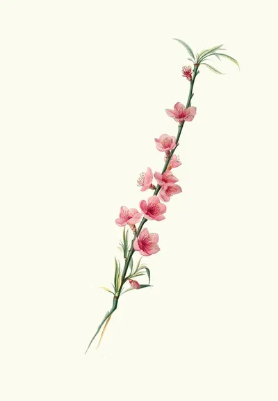 Fiori di Pesco magni-petali a corolla porporina. by Giorgio Gallesio, 1817-1839 — digital art print download