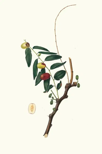 Giuggiola a frutto oblongo. [Ziziphus vulgaris ; Jujube] by Giorgio Gallesio, 1817-1839 — digital art print download