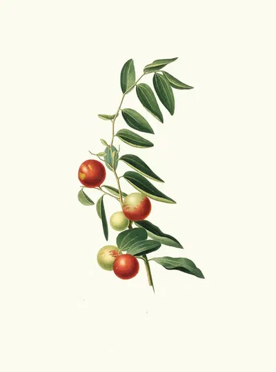 Giuggiola a frutto rotondo. [Zizphus vulgaris ; Chinese jujube] by Giorgio Gallesio, 1817-1839 — digital art print download