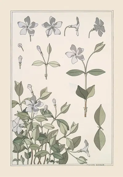 Pervenche by Морис Пиллар Вернёй, 1896 — digital art print download