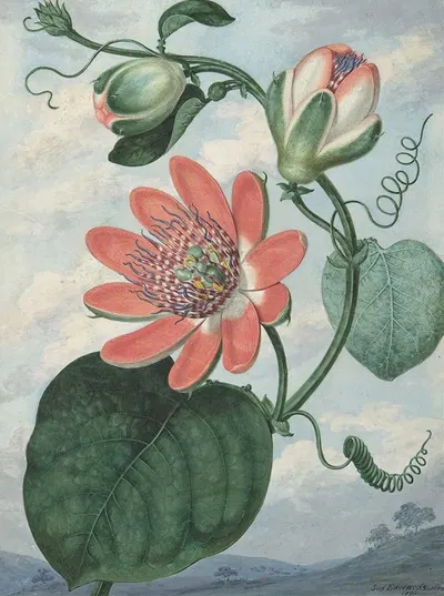 Passion Flower by Sydenham Edwards, 1799 — digital art print download
