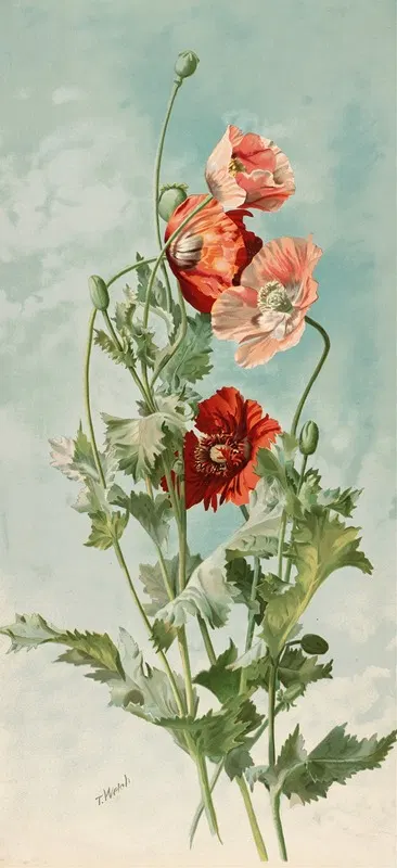 Poppies by Таддеус Уэлч, 1886 — digital art print download