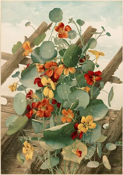 The Nasturtiums, No. 2 by Таддеус Уэлч, 1861-1897 — digital art print download
