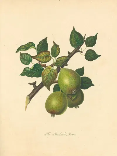 Barland pear by Thomas Andrew Knight, 1811 — digital art print download