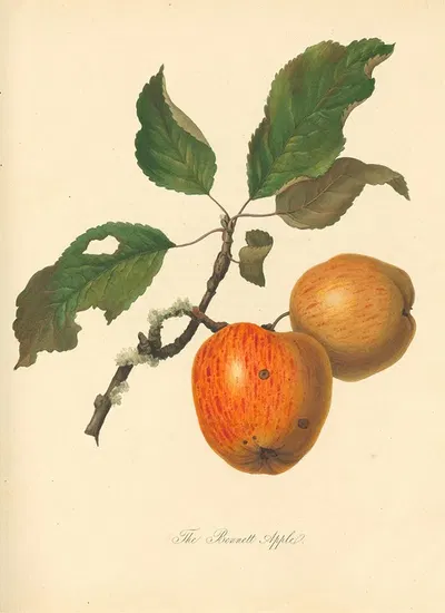 Bennett Apple by Thomas Andrew Knight, 1811 — digital art print download