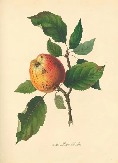 Best Bache by Thomas Andrew Knight, 1811 — digital art print download