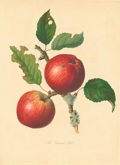 Cowarne Red by Thomas Andrew Knight, 1811 — digital art print download