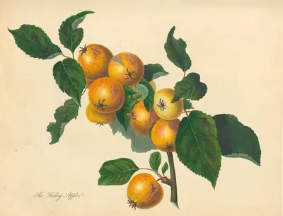 Foxley Apple by Thomas Andrew Knight, 1811 — digital art print download