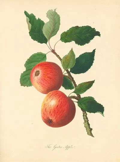 Garter Apple by Thomas Andrew Knight, 1811 — digital art print download