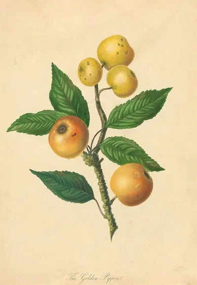 Golden Pippin by Thomas Andrew Knight, 1811 — digital art print download