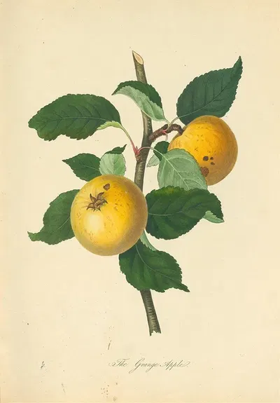 Grange Apple by Thomas Andrew Knight, 1811 — digital art print download