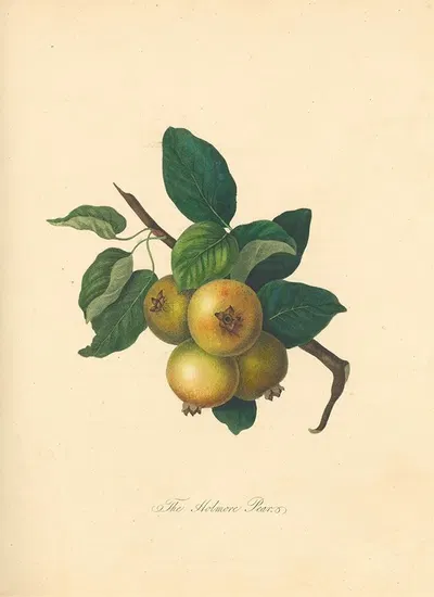 Holmore Pear by Thomas Andrew Knight, 1811 — digital art print download