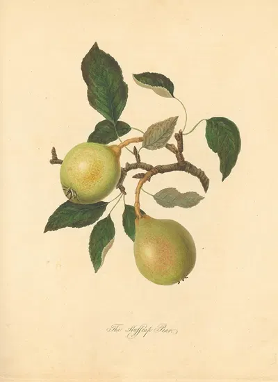 Huffcap Pear by Thomas Andrew Knight, 1811 — digital art print download