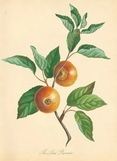 Loan Pearmain by Thomas Andrew Knight, 1811 — digital art print download
