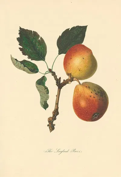 Longland Pears by Thomas Andrew Knight, 1811 — digital art print download