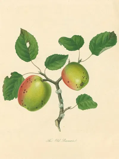 Old Pearmain by Thomas Andrew Knight, 1811 — digital art print download