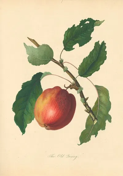 Old Quining by Thomas Andrew Knight, 1811 — digital art print download