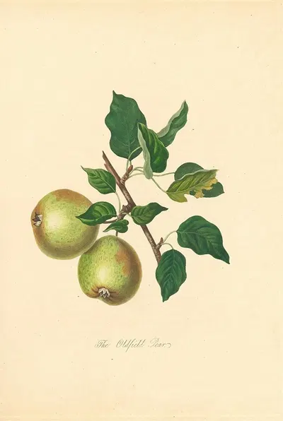 Oldfield Pear by Thomas Andrew Knight, 1811 — digital art print download