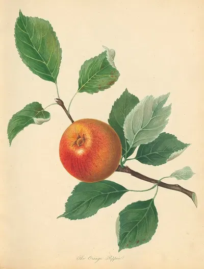 Orange Pippin by Thomas Andrew Knight, 1811 — digital art print download