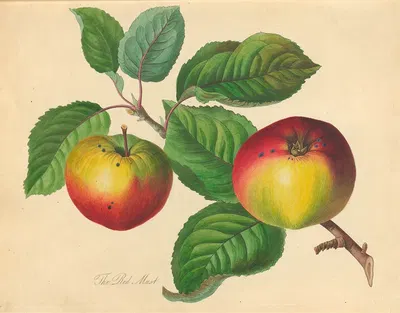 Red Must by Thomas Andrew Knight, 1811 — digital art print download