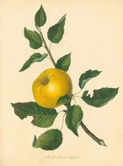 Stead's Kernel Apple by Thomas Andrew Knight, 1811 — digital art print download