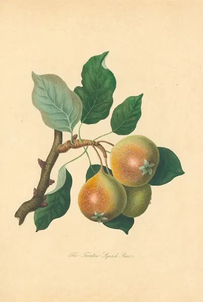 Teinton Squash Pear by Thomas Andrew Knight, 1811 — digital art print download