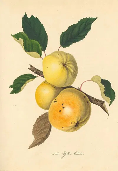 Yellow Elliot by Thomas Andrew Knight, 1811 — digital art print download