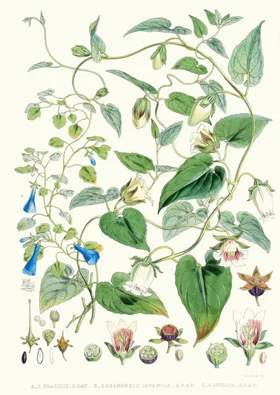 A. C. Gracilis, H. f. et T. ; B. Codonopsis (Campanumcea) Javanica, H.f. et T. C. C. Inflata, H.f. & T. by Walter Hood…