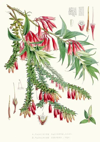 A. Vaccinium Salignum, H.f. et T. ; B. Vaccinium Serpens, H.f. et T. by Walter Hood Fitch, 1855 — digital art print download