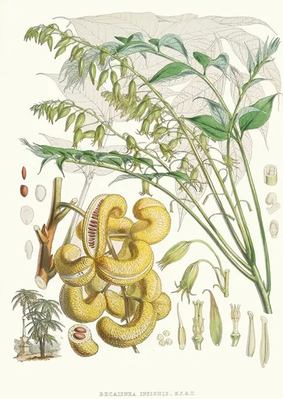 Decaisnea Insignis, H.f. et T. by Walter Hood Fitch, 1855 — digital art print download