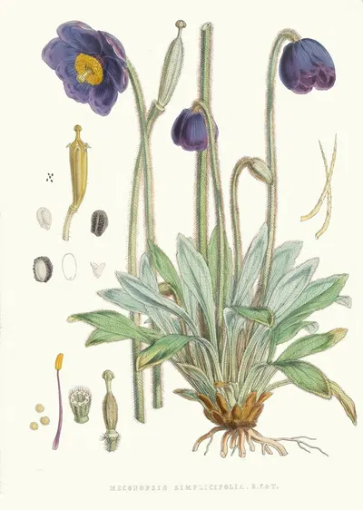 Meconopsis Simplicifolia, H. f. et T. by Walter Hood Fitch, 1855 — digital art print download