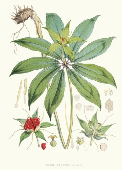 Paris Polyphylla, Smit. by Walter Hood Fitch, 1855 — digital art print download