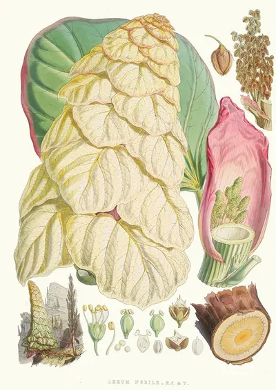 Rheum Nobile, H.f.and T. by Walter Hood Fitch, 1855 — digital art print download