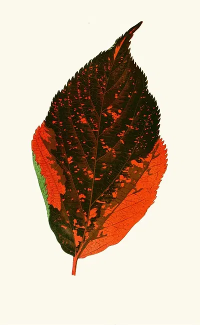 Acalypha Tricolor by Edward Joseph Lowe, 1867-1870 — digital art print download