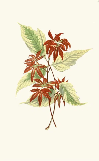 Acer Negundo by Edward Joseph Lowe, 1867-1870 — digital art print download