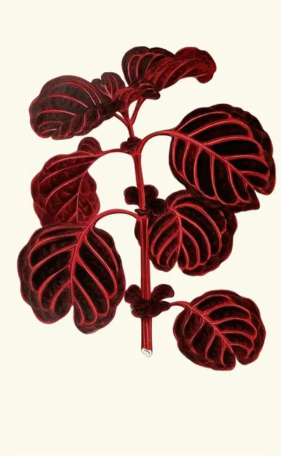 Achyranthes Verschaffeltii by Edward Joseph Lowe, 1867-1870 — digital art print download
