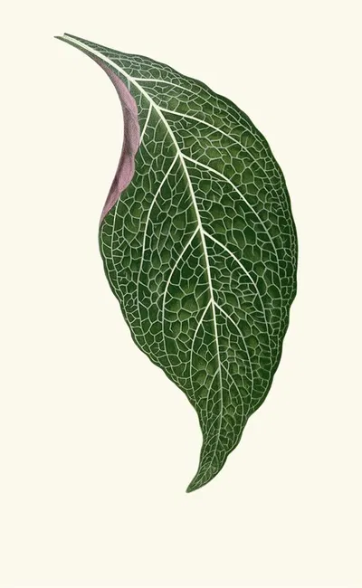 Adelaster Albivenis by Edward Joseph Lowe, 1867-1870 — digital art print download