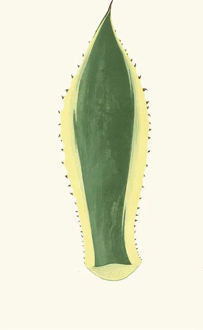Agave Americana by Edward Joseph Lowe, 1867-1870 — digital art print download
