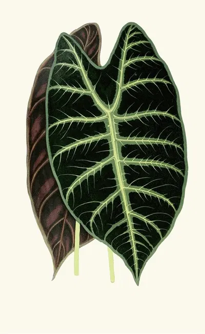 Alocasia Lowii by Edward Joseph Lowe, 1867-1870 — digital art print download